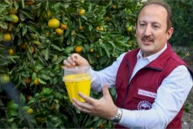 “AKDENİZ MEYVE SİNEĞİNE KARŞI MÜCADELEDE BAŞARILI SONUÇLAR ELDE ETTİK.”