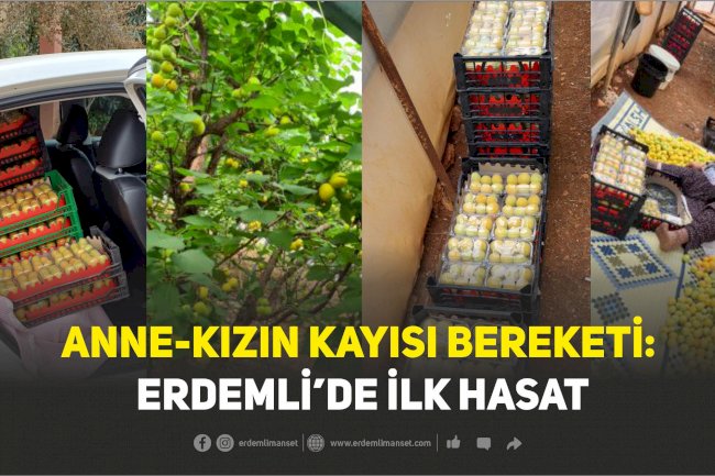 Anne-Kızın Kayısı Bereketi: Erdemli’de İlk Hasat