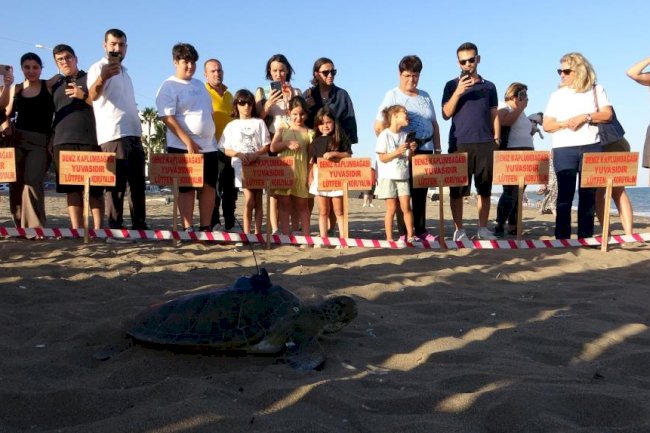 Uydu cihazı takılan kaplumbağa 'Soli' denize bırakıldı