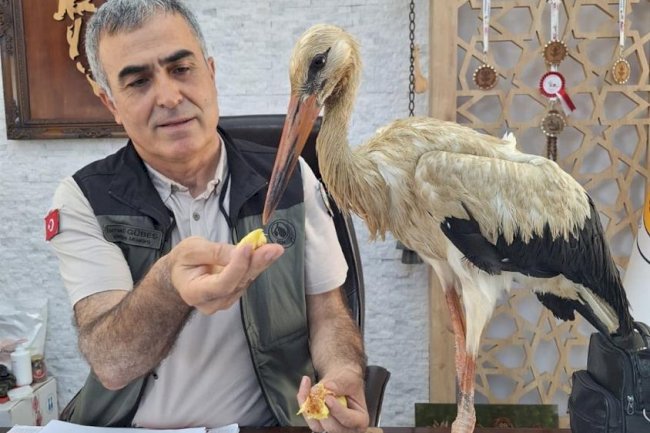 Yangından kaçan yaralı leylek koruma altına alındı