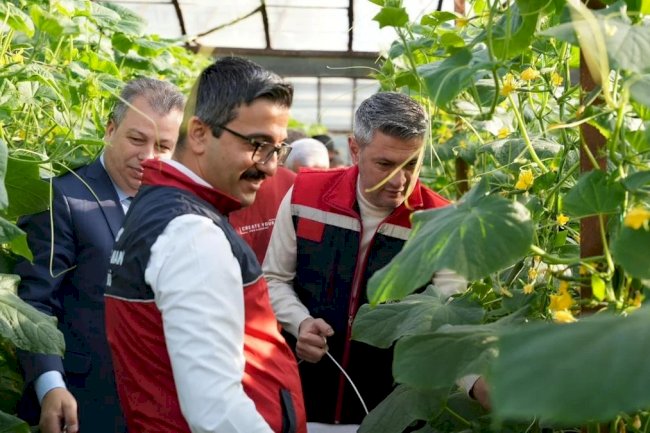 Aydıncık'ta Salatalık Sezonu Açıldı: İlk Hasat Protokolün Katılımıyla Gerçekleşti