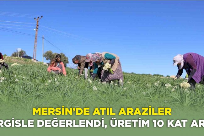 Mersin’de atıl araziler nergisle değerlendi, üretim 10 kat arttı