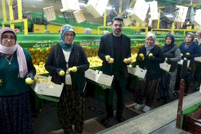 Limonda hasat sonu: Kadınların yoğun mesaisi sürüyor