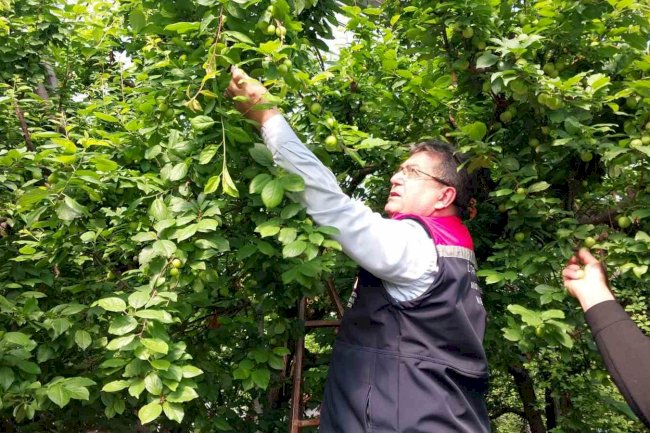 Mut’ta örtü altı erik hasadı başladı