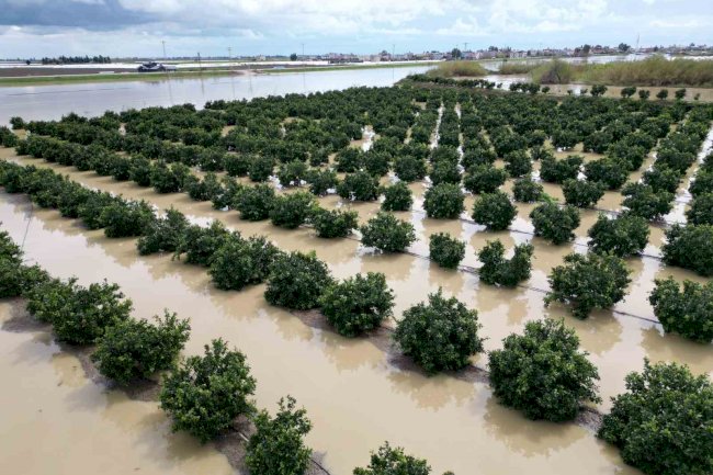 Yağışlar tarım arazilerini vurdu