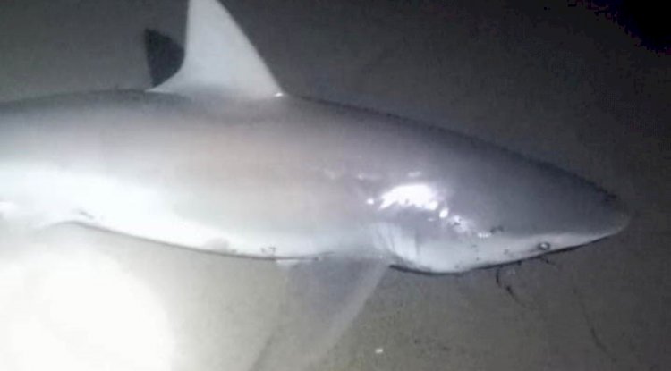 Amatör oltacı kıyıdan 2 köpek balığı yakaladı: Heyecanlı anlar kamerada