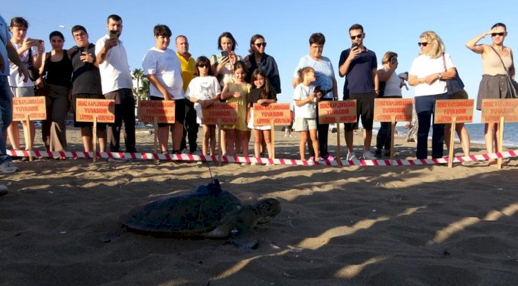 Uydu cihazı takılan kaplumbağa 'Soli' denize bırakıldı