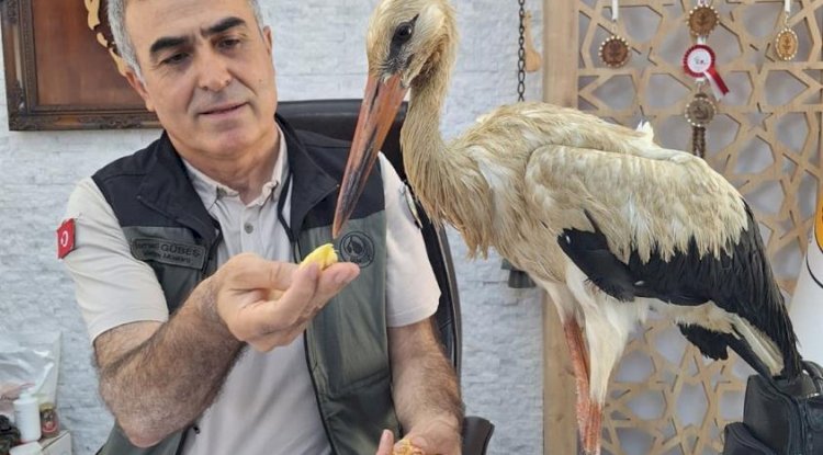 Yangından kaçan yaralı leylek koruma altına alındı