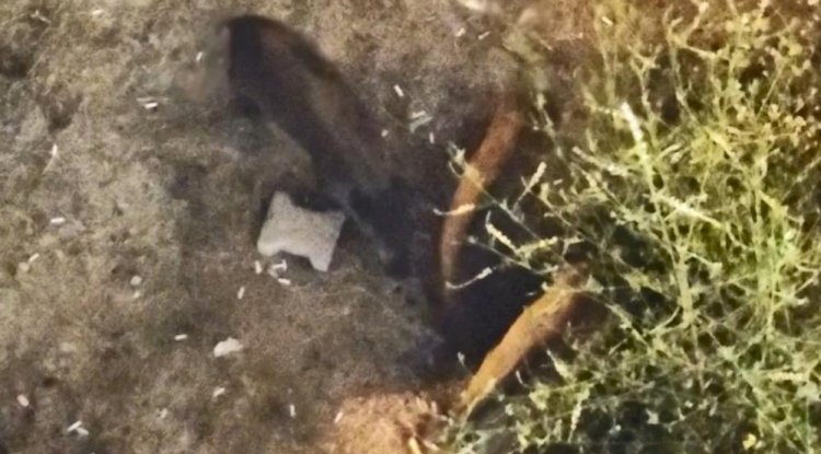 Domuzlar yazlıkların bahçesinde yiyecek aradı