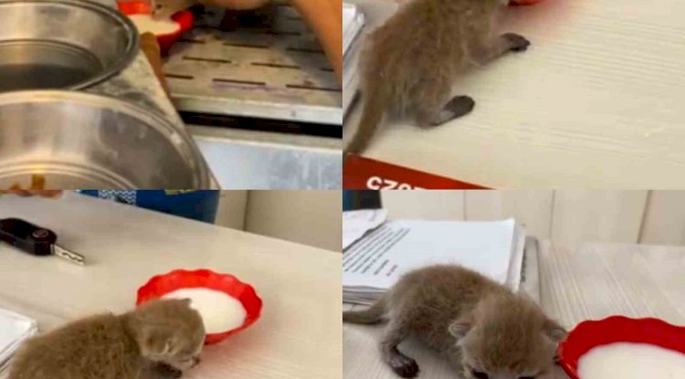 En mutlu günlerinde evleri yakılmıştı: Enkazdan 6 gün sonra yavru kedi çıktı