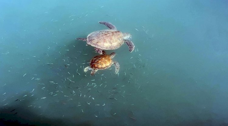 Balıkçıların dostu: Göç etmeyen caretta carettalar limanı mesken tuttu