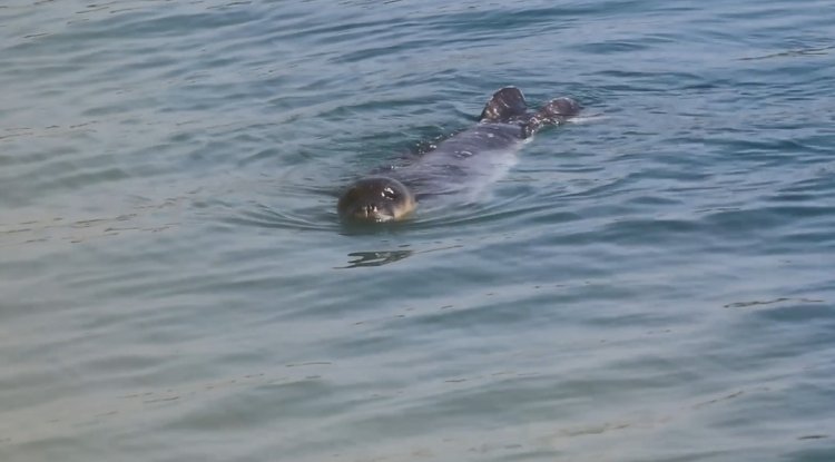 Bozyazı’da Akdeniz Fokları Alarmı: Mağaralara Girmeyin