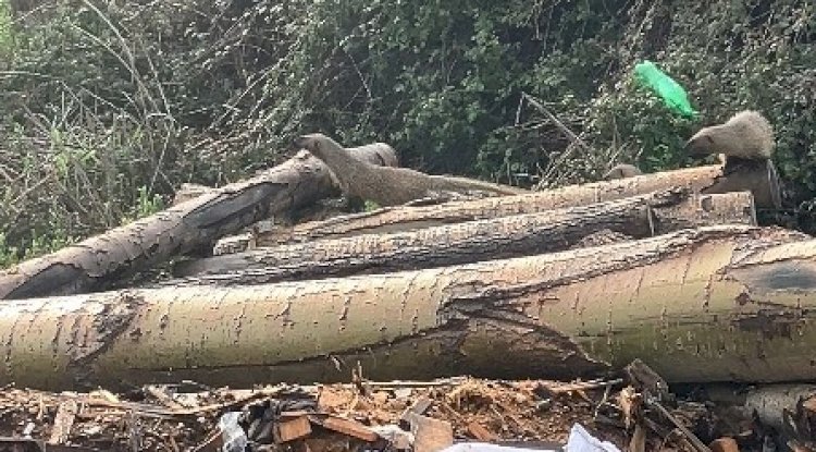 Erdemli Merkezde Sürpriz Misafirler: Sansar Ailesi Görüntülendi