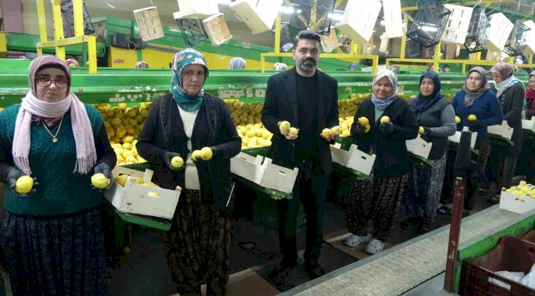 Limonda hasat sonu: Kadınların yoğun mesaisi sürüyor