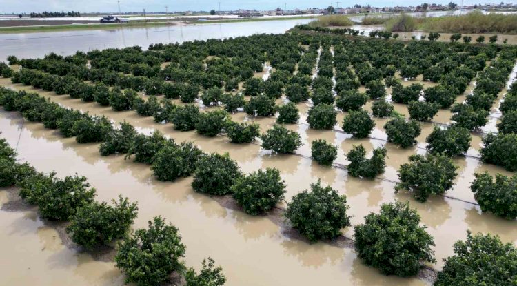 Yağışlar tarım arazilerini vurdu