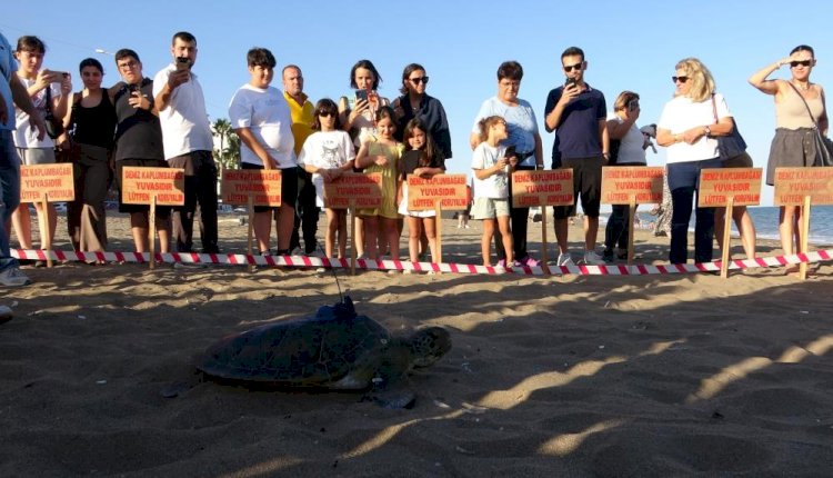 Uydu cihazı takılan kaplumbağa 'Soli' denize bırakıldı