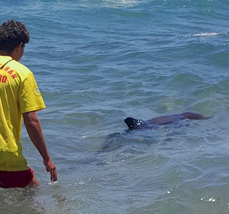  Mersin'de kıyıya vuran yunus sahildeki vatandaşlar ve görevliler tarafından tekrar denize salındı.