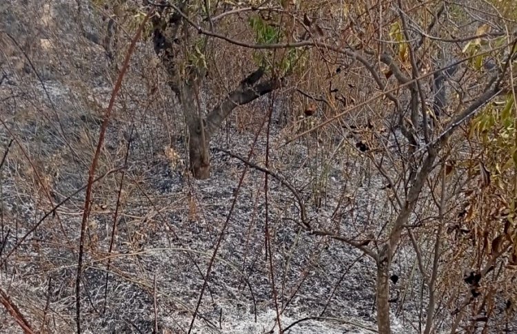 Yaşlı adam, bahçesini temizlerken yangında hayatını kaybetti