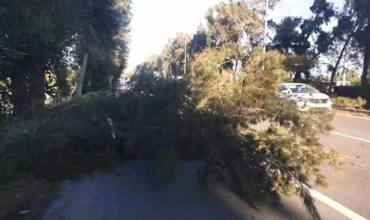 Şiddetli Rüzgâr Erdemli’de Ağacı Yola Devirdi: Ulaşım Kontrollü Sağlandı